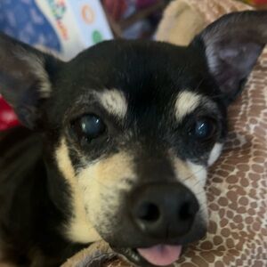 Meet your Posher, Alizee